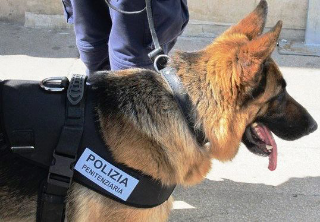 Teramo - Droga in carcere per San Valentino, la fiuta il cane Naxon